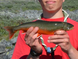 Nieri� (Rautu) 450 g